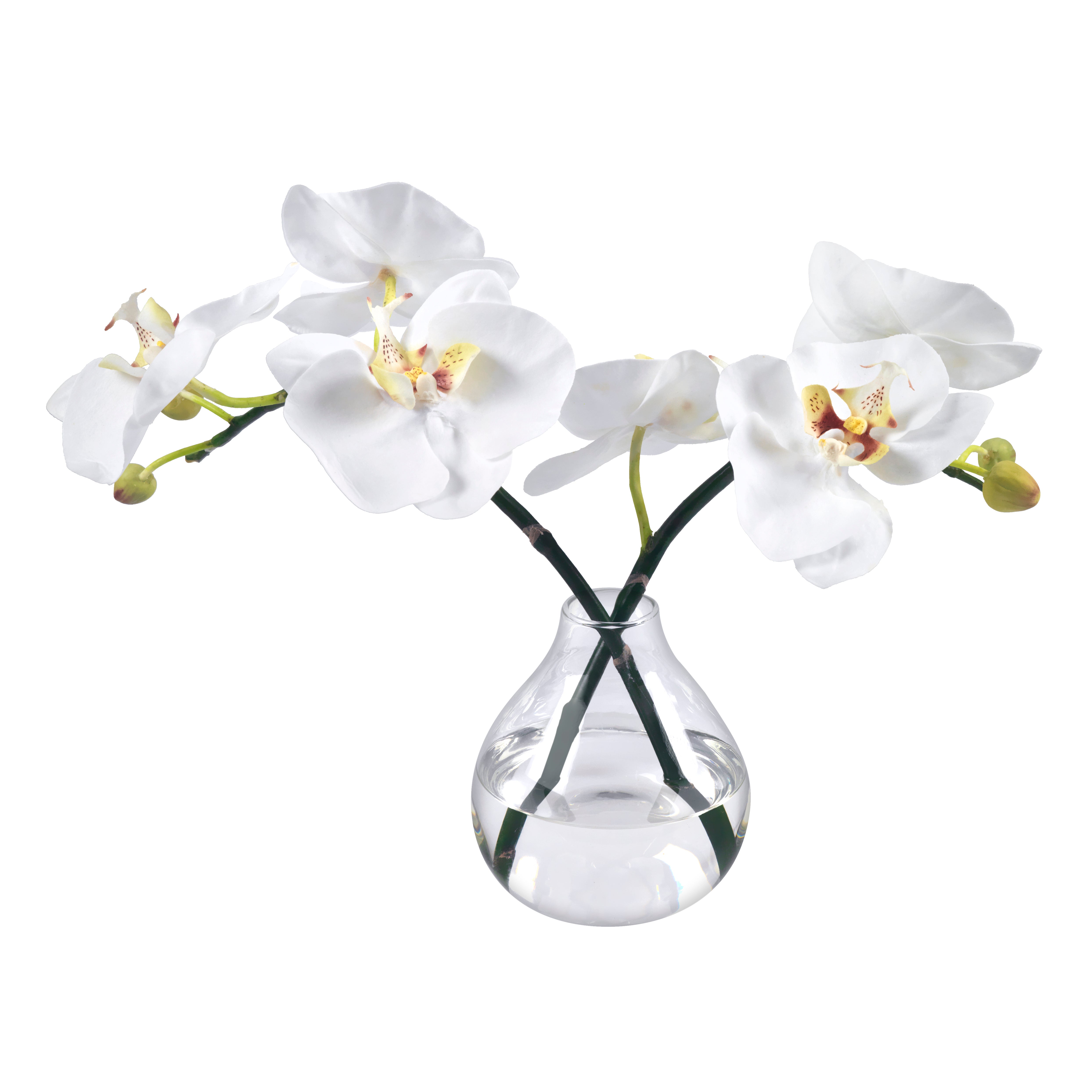 Orchid blossoms discount