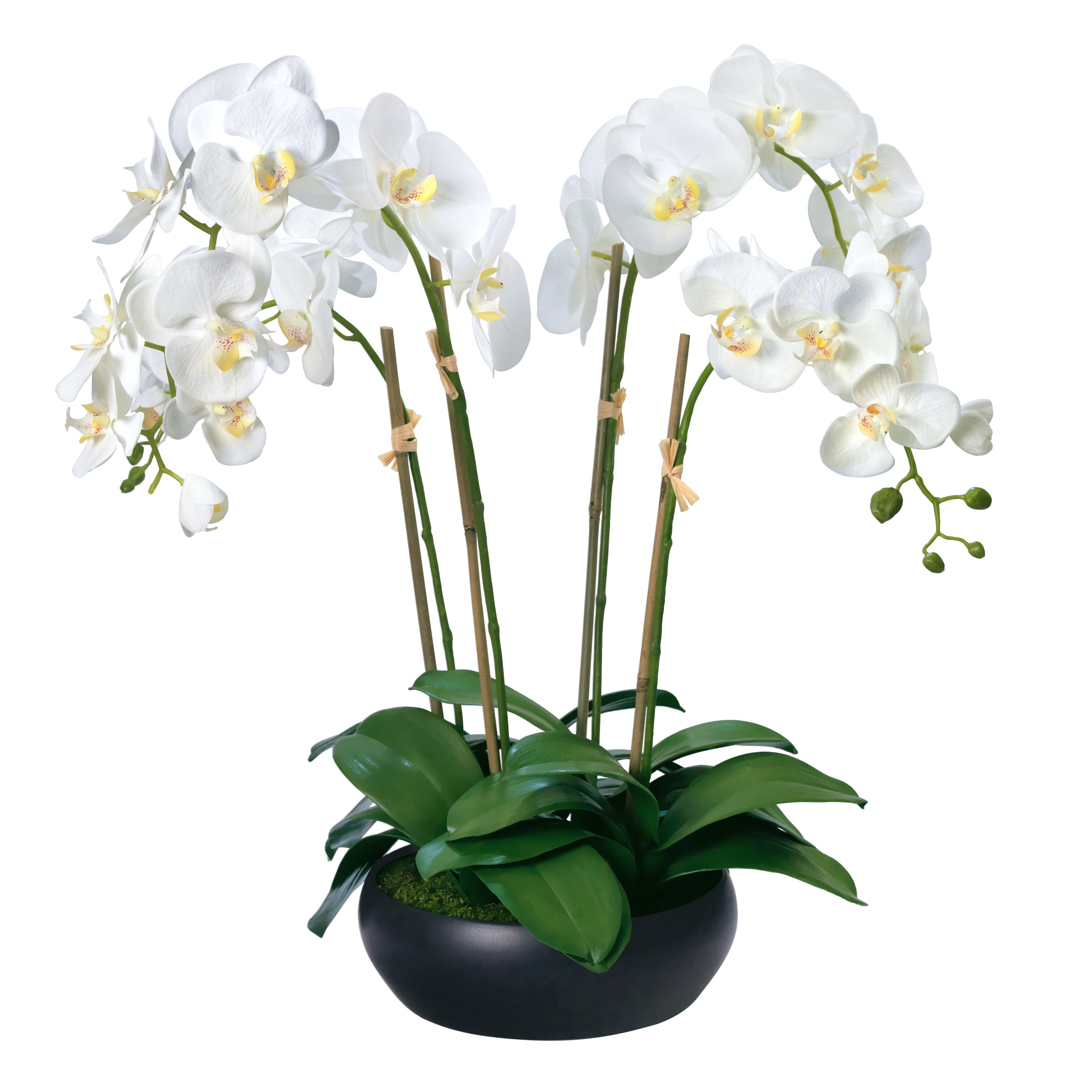 Phalaenopsis Orchids in Black Ceramic Bowl – ASHLEY STARK HOME
