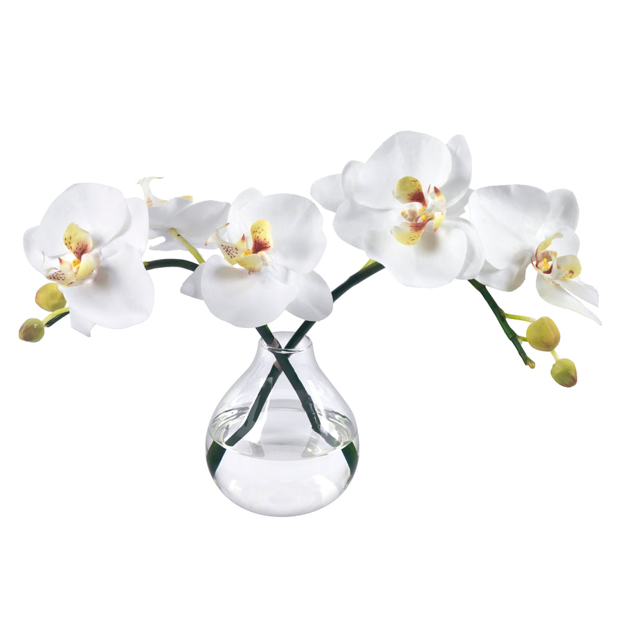 Orchid Blossoms in Glass Bud Vase