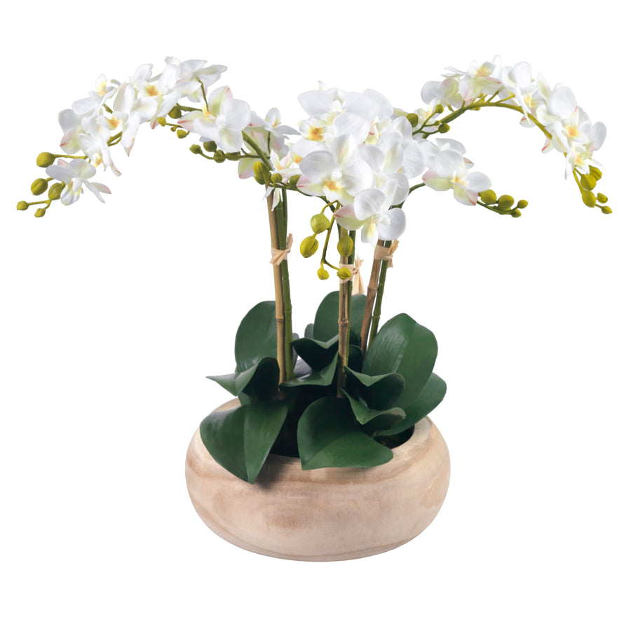 Phalaenopsis Orchids in Wood Bowl