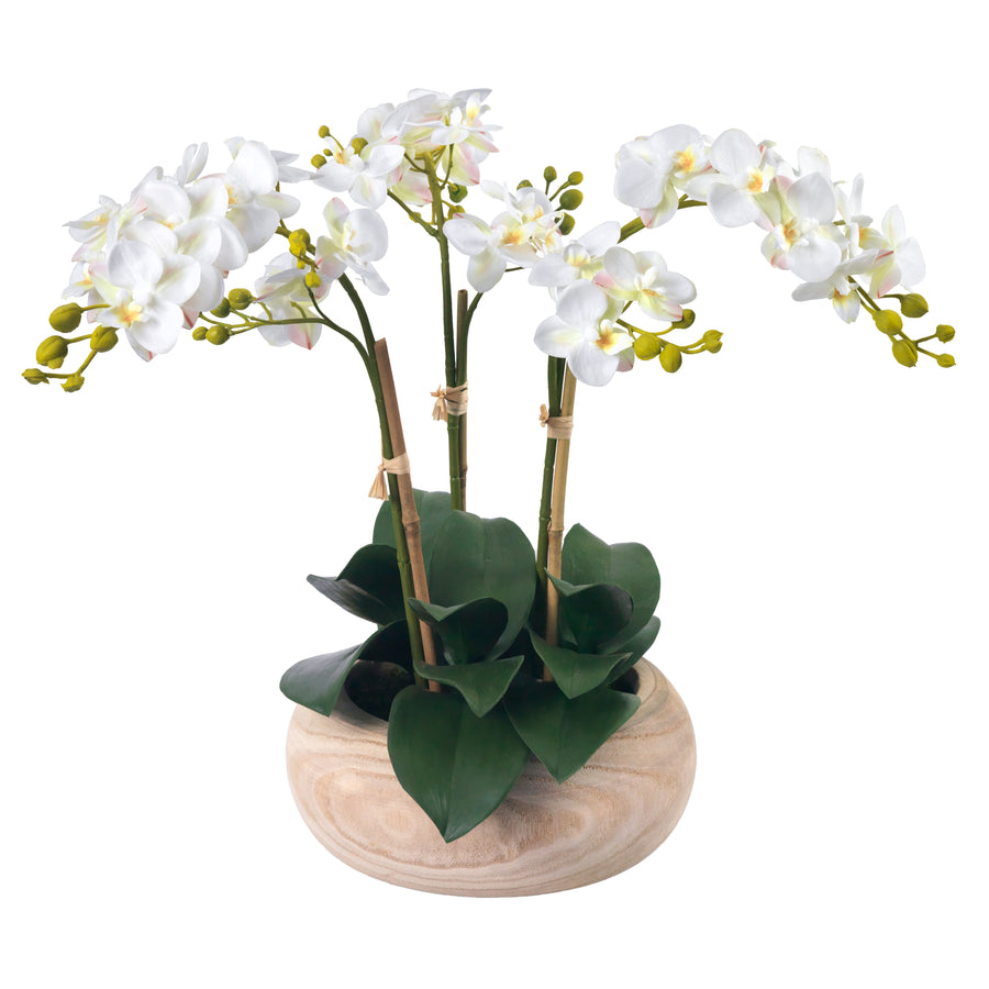 Phalaenopsis Orchids in Wood Bowl