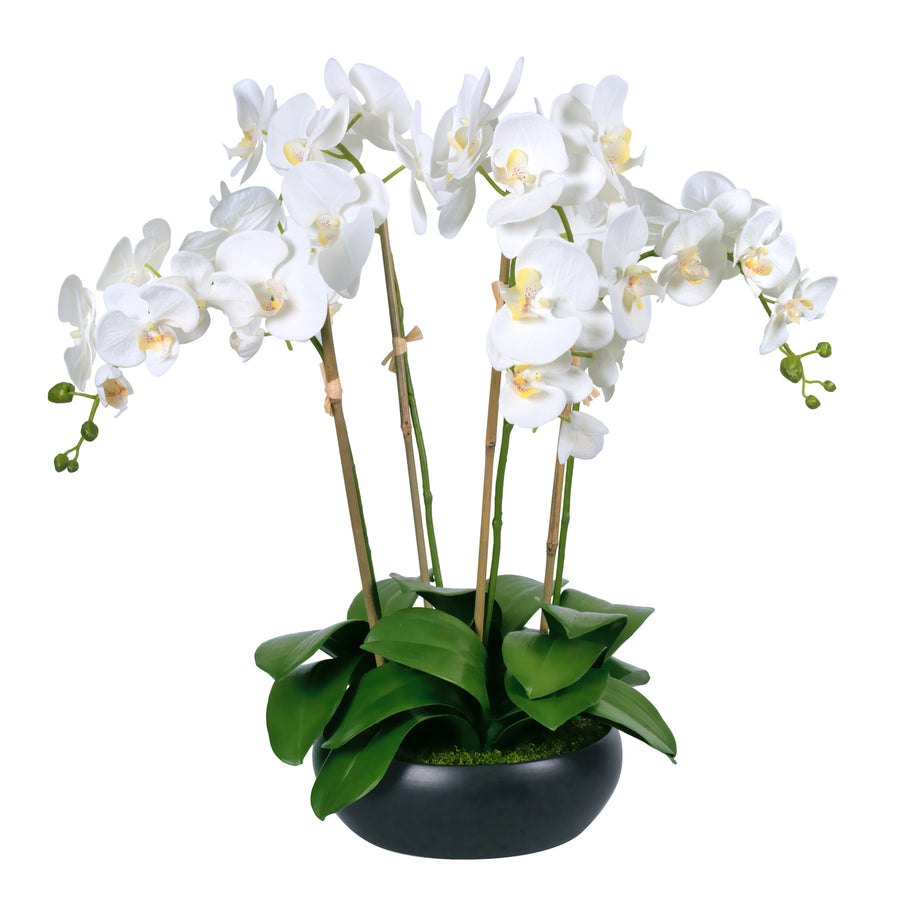 Phalaenopsis Orchids in Black Ceramic Bowl