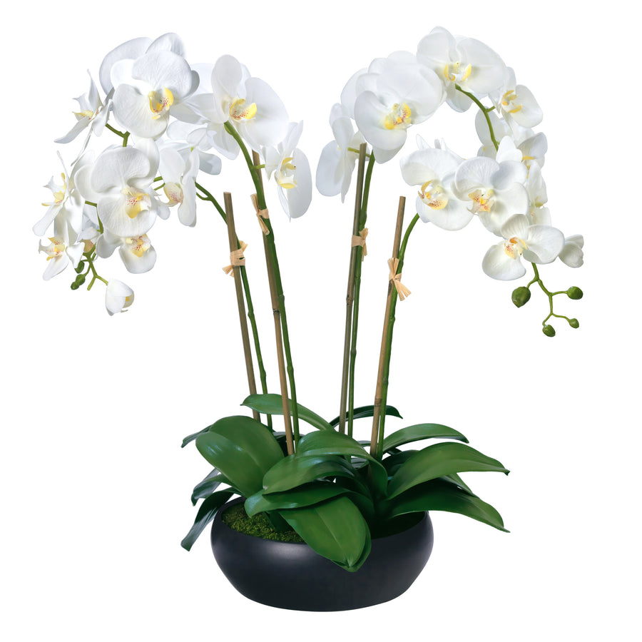 Phalaenopsis Orchids in Black Ceramic Bowl